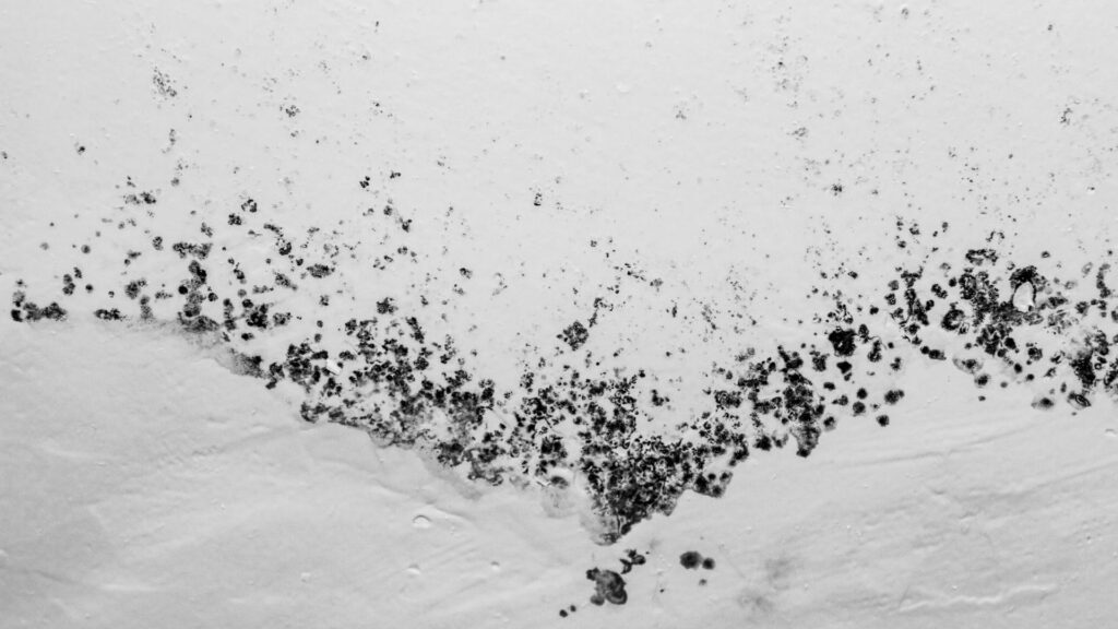 Black spots of mold and mildew Black spots of mold and mildew